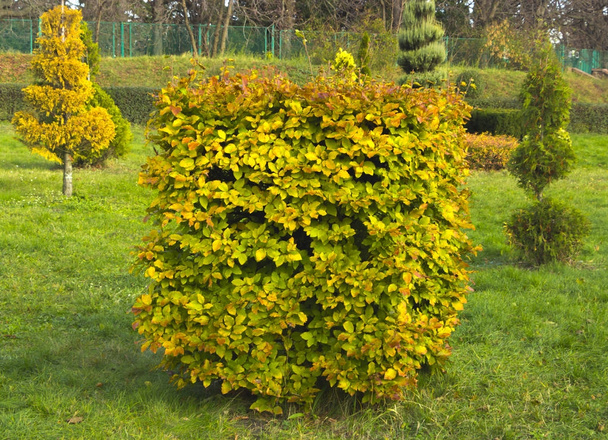 Hornbeam decorative tonsured a round shape with a slot in the center - Photo, Image