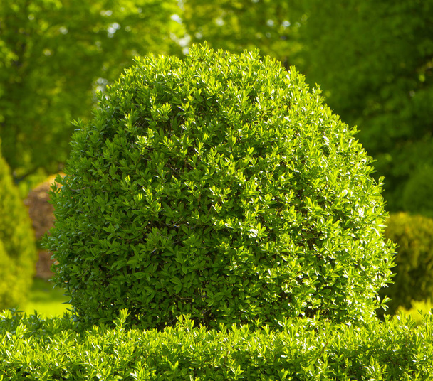 Boxwood com arbusto de folhas verdes frescas no jardim
 - Foto, Imagem