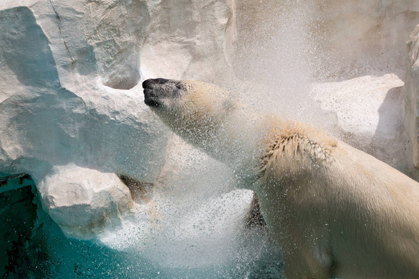 Портрет белого медведя выплескивает воду из перьев после погружения под воду; высокая скорость затвора, чтобы остановить движение
 - Фото, изображение