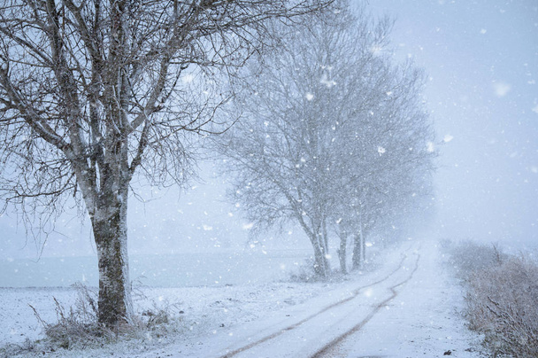 美しい冬の風景雪の日 - 写真・画像