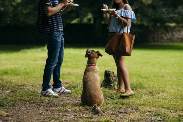 Vue arrière du chien assis à côté du couple au pique-nique et à la recherche de friandises au pique-nique d'été
 - Photo, image