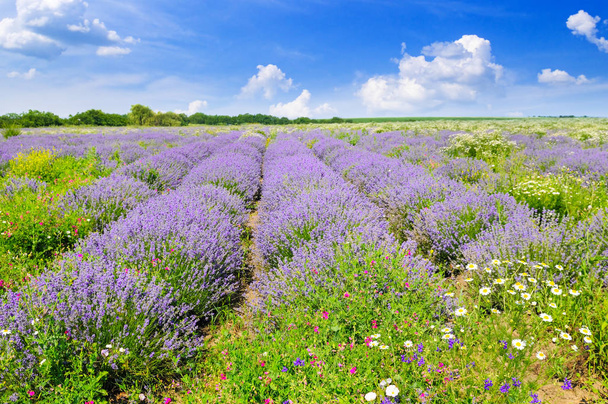 Bloeiende lavendel in een veld en de blauwe hemel. Ondiepe scherptediepte fiel - Foto, afbeelding
