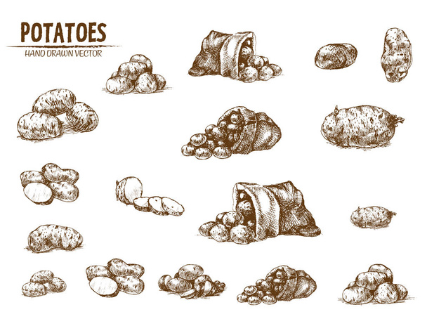 vector digital línea detallada arte patata vegetal
 - Vector, imagen