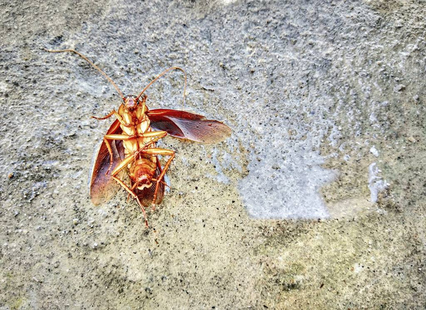 Мертвые тараканы на цементном полу, концепция здравоохранения
 - Фото, изображение