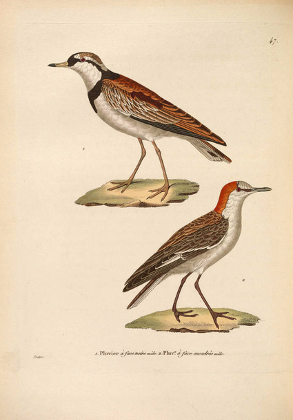 Illustration des Vogels. Nouveau recueil de planches coloriees d 'oiseaux 1850 - Foto, Bild