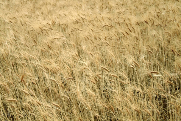 Keltaisen vehnän pellon tausta
 - Valokuva, kuva