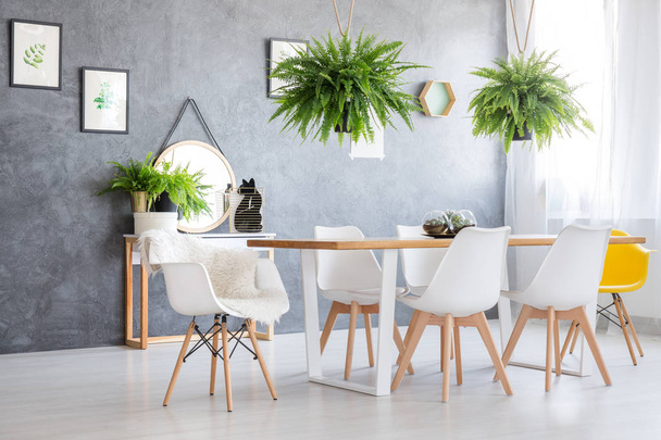 Ferns hanging over dining table - Photo, Image