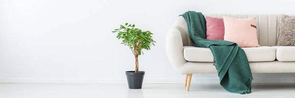 Plant in living room - Foto, imagen