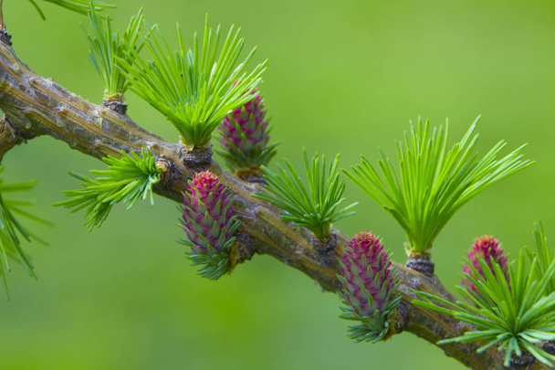 Lariço anão decorativo Nidiformis Picea abies Nidiformis. Ramos da primavera
 - Foto, Imagem