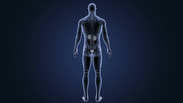 esqueleto visão posterior do sistema urinário humano sobre fundo azul
 - Filmagem, Vídeo