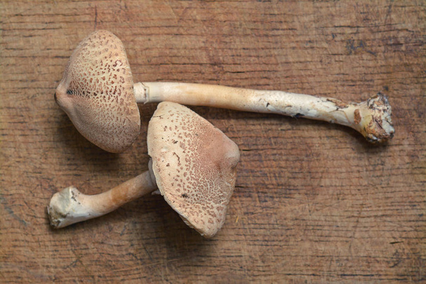 macrolepiota procera mushroom - Photo, Image