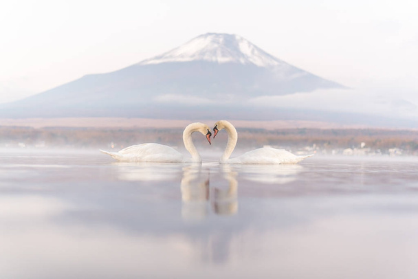 White Couple Swan feeling romantic and love  at Lake Yamanaka wi - Photo, Image