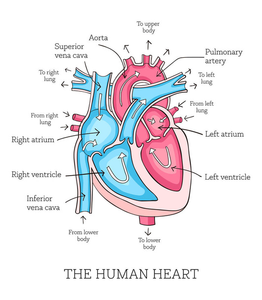 Χέρι συρμένη απεικόνιση της ανατομίας της ανθρώπινης καρδιάς. Εκπαιδευτικό dia - Διάνυσμα, εικόνα