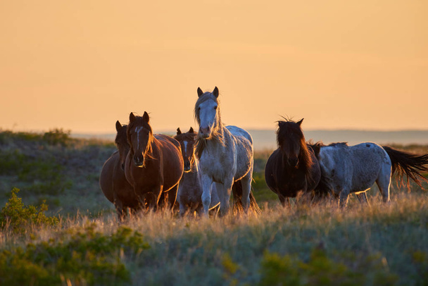 Άλογα που βόσκουν σε βοσκοτόπους κατά το ηλιοβασίλεμα. Το άλογο (Equus ferus caballus) είναι ένα από τα δύο σωζόμενα υποείδη του Equus ferus. Είναι ένα περίεργο-toed οπληφόρο θηλαστικό που ανήκει στην οικογένεια ταξινομική ιπποειδών. - Φωτογραφία, εικόνα