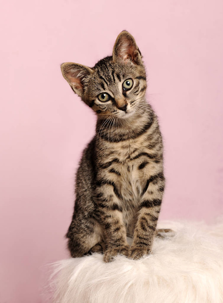 cute little kitten sitting on pink background - Foto, Imagen