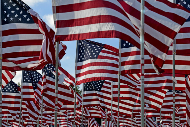 Field of American Flags - 写真・画像