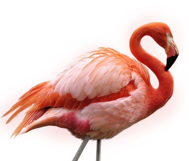 pembe flamingo - Fotoğraf, Görsel