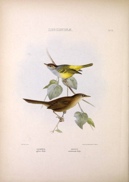 Ilustración de aves exóticas. Los géneros de aves. Londres 1849
 - Foto, imagen