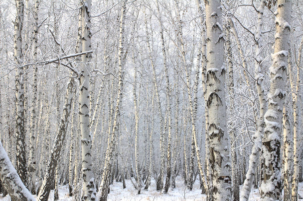 Birch forest with covered snow branches - Zdjęcie, obraz