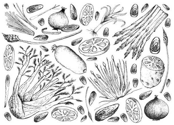 Hand Drawn of Bulb and Stem Vegetables Background - Vector, Image