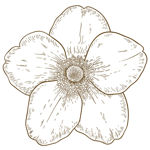 гравюрна ілюстрація квітки анемони
 - Вектор, зображення