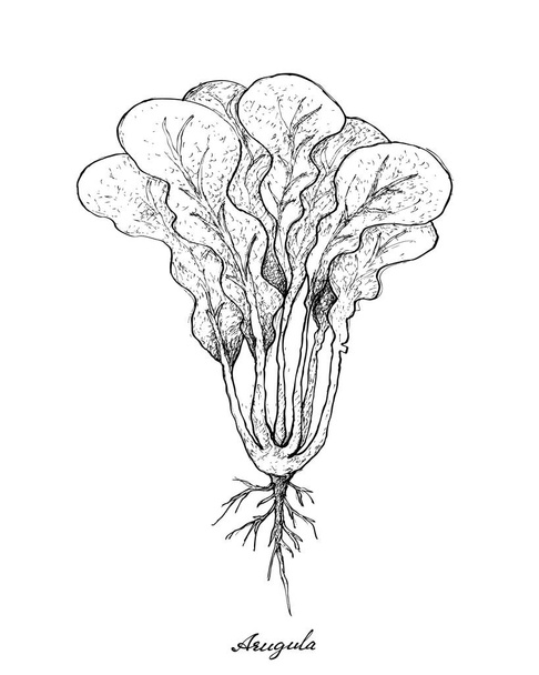 Kézzel rajzolt a sült saláta kitûnõ fehér háttér - Vektor, kép