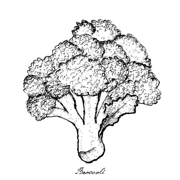 Mão desenhada de brócolis em fundo branco
 - Vetor, Imagem