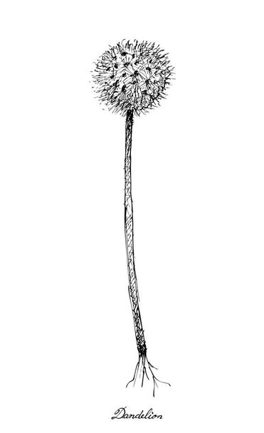 Hand Drawn of Dandelion on White Background - Vector, Image