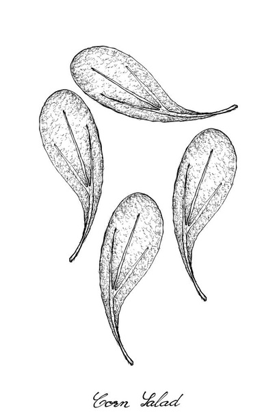 Ручной рисунок кукурузного салата на белом фоне
 - Вектор,изображение