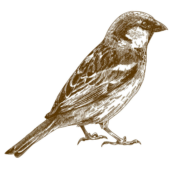 engraving drawing illustration of sparrow - Vector, Image