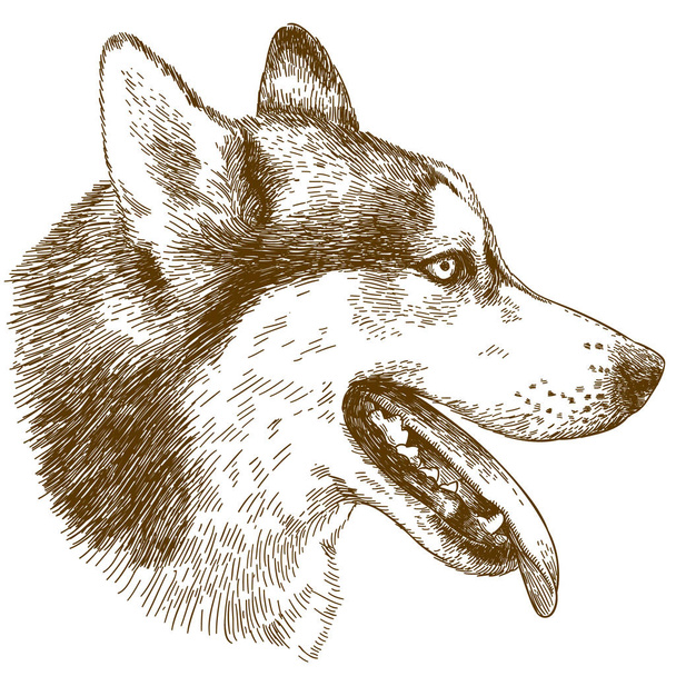 頭のハスキー犬のイラストをエッチング - ベクター画像