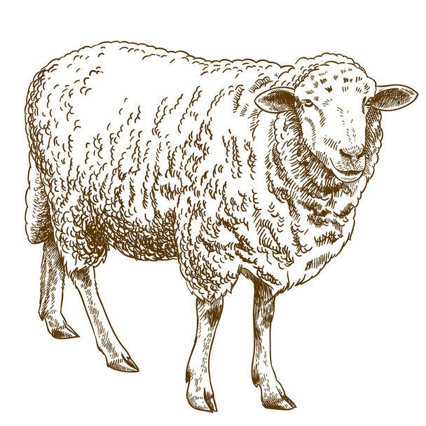 羊の彫刻図面イラスト - ベクター画像