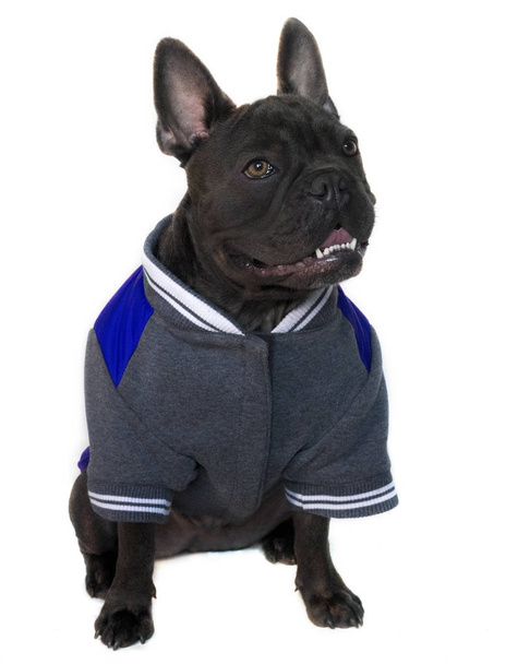 mascotte type portret, volledige lichaam van een blauwe Franse bulldog gekleed in college middelbare school sportkleding, op een witte achtergrond van de geïsoleerde, hoofd ogen op zoek sidewards, kopie ruimte op jas - Foto, afbeelding