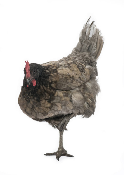  imagen de un pollo de campanilla azul de pie sobre una pierna mirando la carmera aislada sobre fondo blanco
  - Foto, imagen