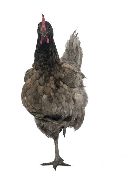 imagen divertida de un pollo de Bluebell de pie en una pierna mirando en la carmera aislado sobre fondo blanco
  - Foto, imagen