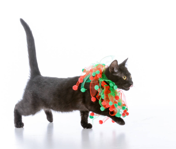 christmas kitten - Φωτογραφία, εικόνα