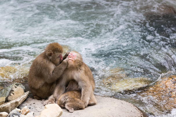 Πάρκο Jigokudani μαϊμού, πιθήκους κολύμβησης σε μια φυσική ιαματική πηγή στο Ναγκάνο, Ιαπωνία - Φωτογραφία, εικόνα