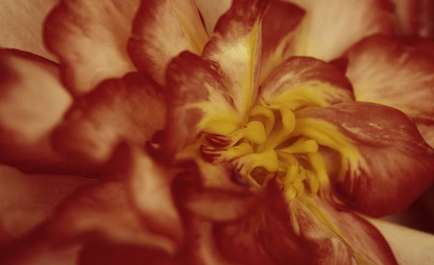 flor da queda
 - Foto, Imagem