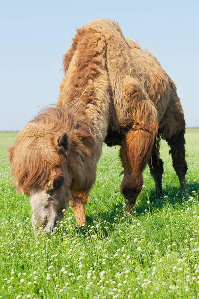 Portrait of a large camel eating grass on the meadow. Reservatio - Fotoğraf, Görsel