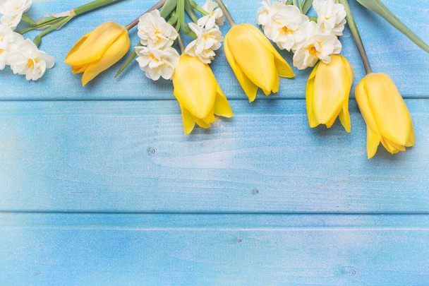 Yellow tulips and daffodils flowers on blue wooden background with copy space - Fotografie, Obrázek