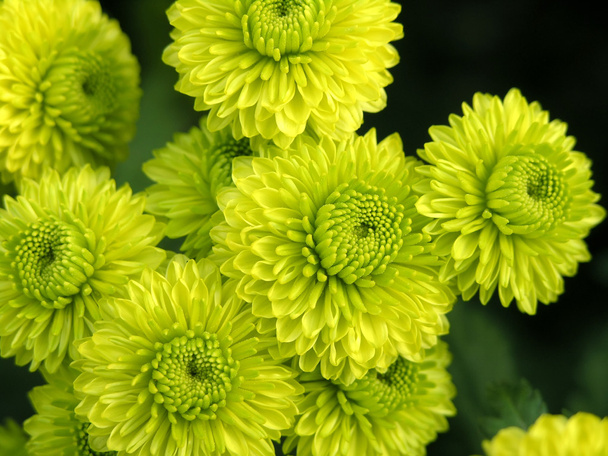 Blossoming chrysanthemum - Foto, Imagen