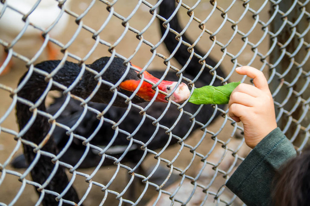 ganso doméstico con pico rojo detrás de la cerca comiendo
 - Foto, Imagen