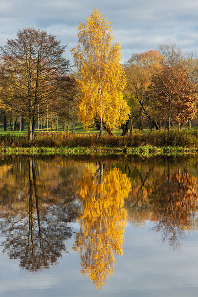 Landscape of autumn trees. - Photo, Image