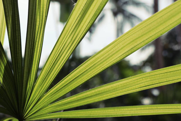 Зеленые листья пальмы
 - Фото, изображение