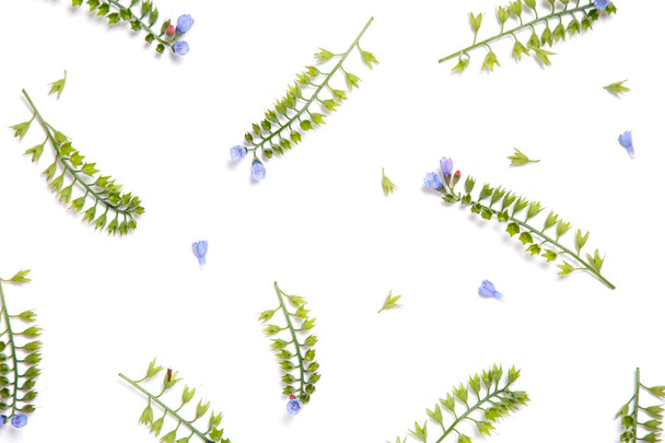 Symphytum Blumen chaotisch ausgebreitet auf weißem Hintergrund - Foto, Bild