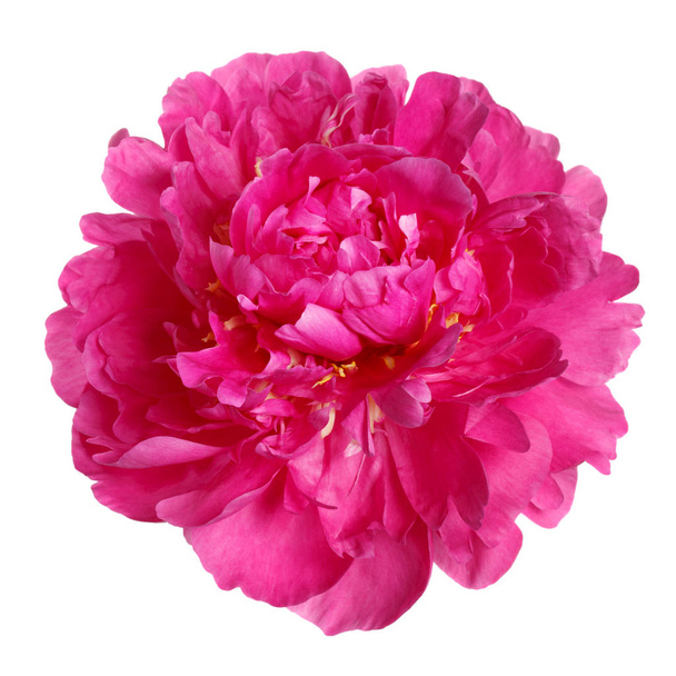 Color magenta peony isolated on white background. - Foto, afbeelding