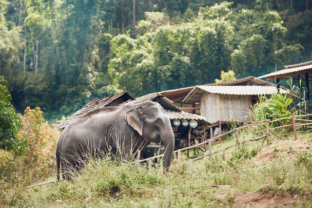 Elephant in village - Fotó, kép