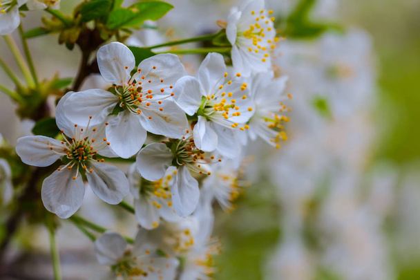 closeup white cherry blossom on a tree branch - Фото, изображение