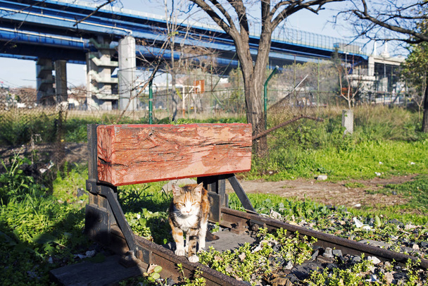 A street cat bij de spoorweg-track en een brug in Istanboel - Foto, afbeelding