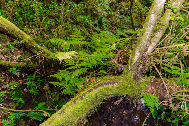 Moss, Fern ağaç Ang Ka Luang doğa iz - Fotoğraf, Görsel